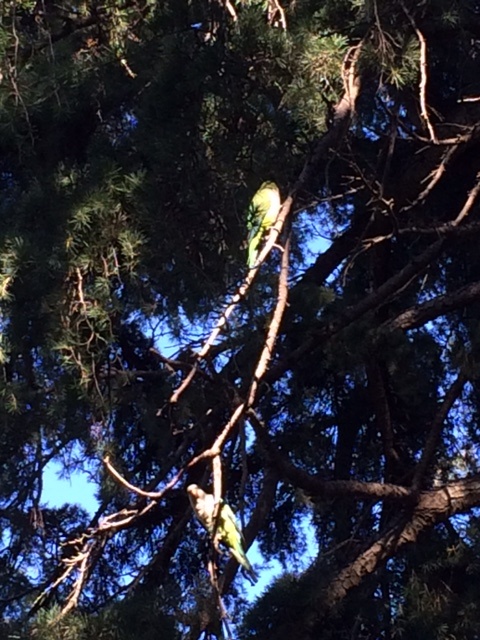 Cute little birds in park.