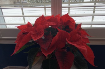large poinsettia in window